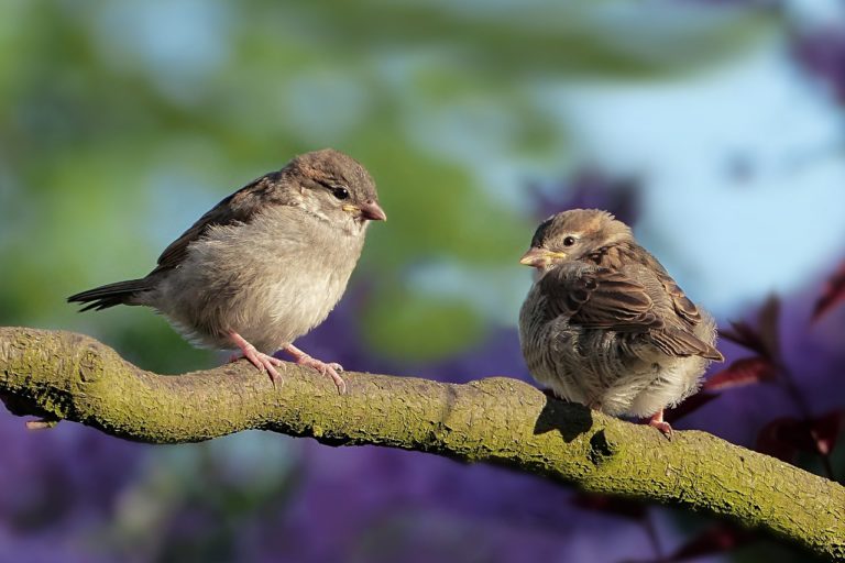 Zalety porządnych ornitologów – podstawowe informacje