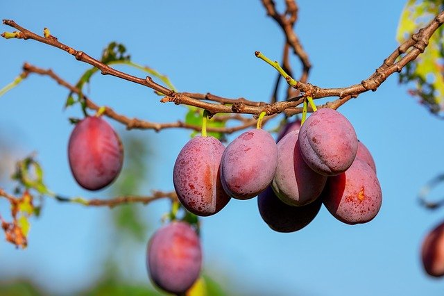 Fruitsmart - twoje źródło wiedzy o przechowywaniu owoców i warzyw. zadbaj o świeżość każdego dnia!